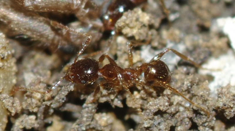 Pheidole pallidula scure